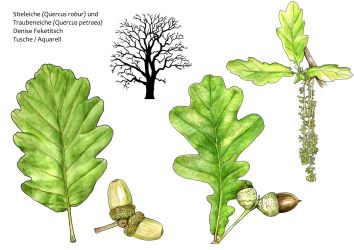 Stiel- und Traubeneiche