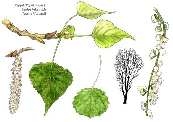 Pappel