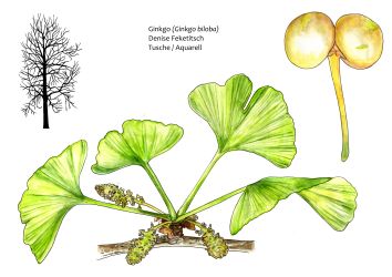 Ginkgo