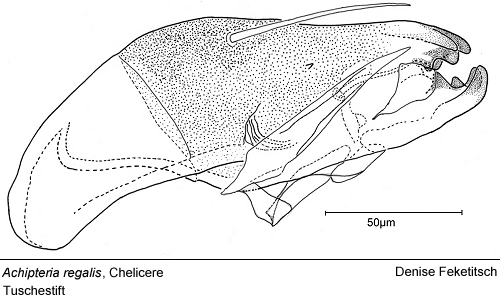 A. regalis, chelicere