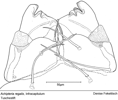 A. regalis, Infracapitulum
