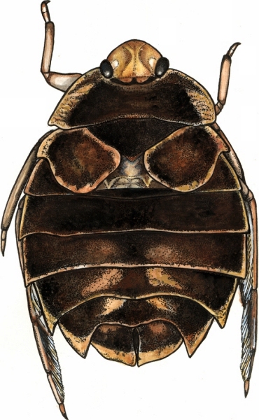 Aphelocheirus aestivalis