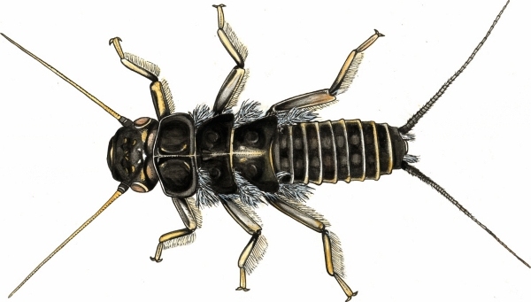 Dinocras cephalotes