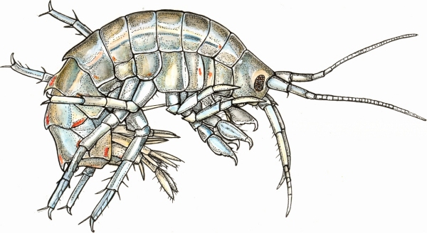 Gammarus roeseli