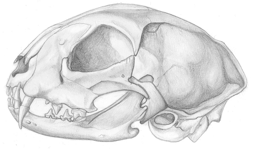 Katzenschädel, Graphit