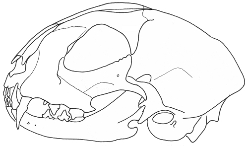 Katzenschädel, Strichzeichnung/Tusche