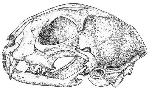 Katzenschädel, Tusche