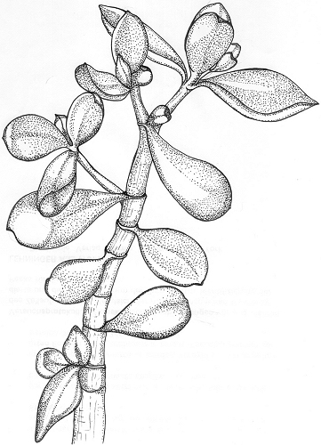 Crassula arborescens