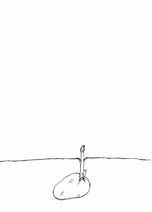 Kartoffelknolle mit Trieb