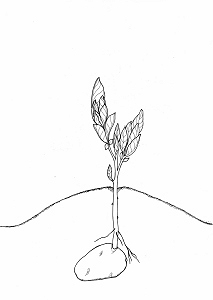 Kartoffeltrieb mit Blättern