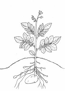 Kartoffelpflanze mit Blüten