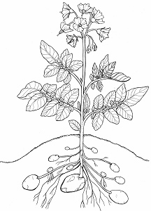 Kartoffelpflanze verblühend, mit jungen Knollen