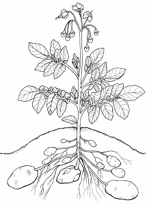 Kartoffelpflanze mit Fruchtansatz und Knollen