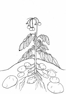 Kartoffelpflanze mit Früchten, welkend