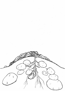 Kartoffelpflanze absterbend, große neue Knollens