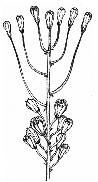 Sterile/fertile Blüten