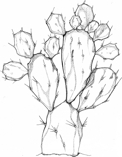 Opuntia brasiliensis