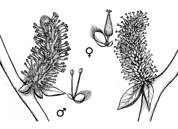 Weiden-Blüten