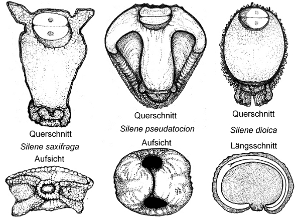 Lichtnelken-Samen im Querschnitt