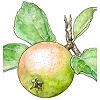 Apfel