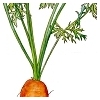 Karotte
