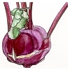 Kohlrabi