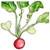 Radieschen
