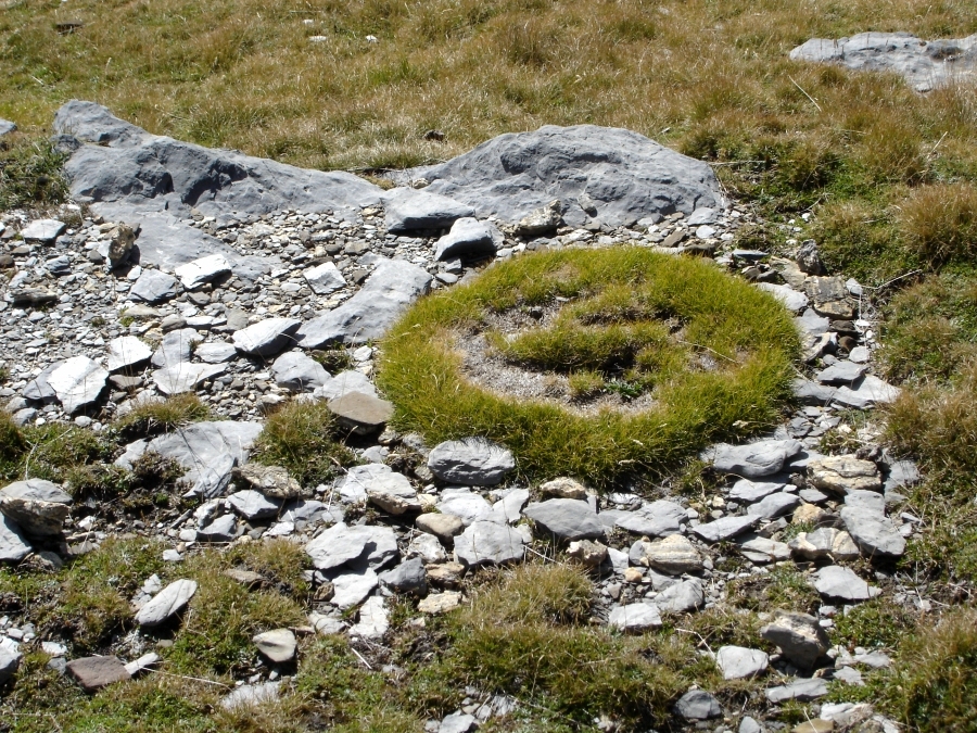 DSC02822.jpg - Gramineous circle