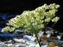 05_11_angelica_razulii